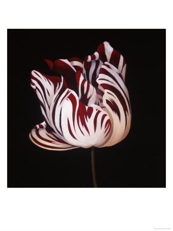 Parrot Tulip Study in Red