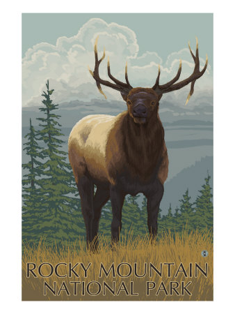 Rocky Mountain National Park, Colorado, Elk Scene