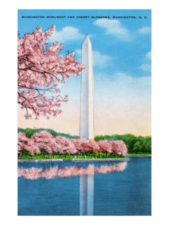 Washington DC, View of the Washington Monument through Blossoming Cherry Trees