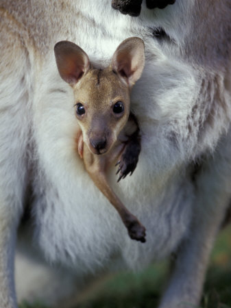 Buy Red-necked Wallaby Joey in Pouch, Bunya Mountain National Park, Australia at AllPosters.com
