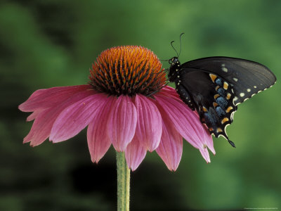 Spicebush Swallowtail on Mullin, Rochester, Michigan, USA