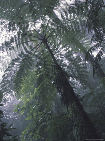 Buy Monteverde Cloud Forest, Costa Rica at AllPosters.com