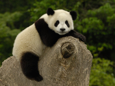 Giant Panda Baby, Wolong China Conservation and Research Center for the Giant Panda, China