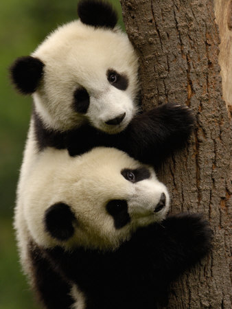 Giant Panda Babies, Wolong China Conservation and Research Center for the Giant Panda, China