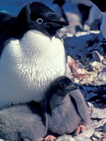 Adelie Penguin on Nest with Chick, Antarctica