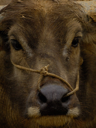 Water Buffalo in Hani Village, Yuanyang, Yunnan Province, China