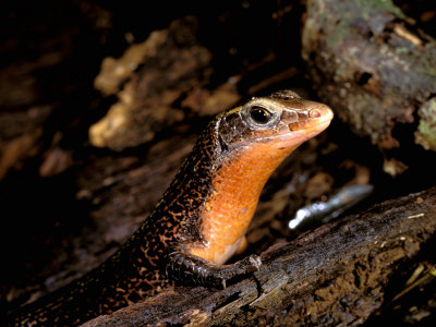 Cordylid Lizard, Ankarana Special Reserve, Madagascar