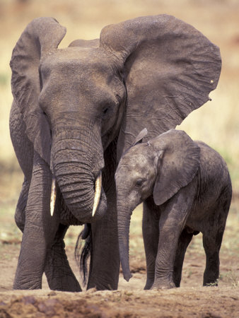Buy African Elephants, Tarangire National Park, Tanzania at AllPosters.com