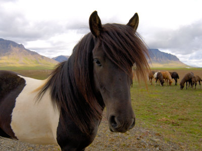 Icelandic Horses, Iceland