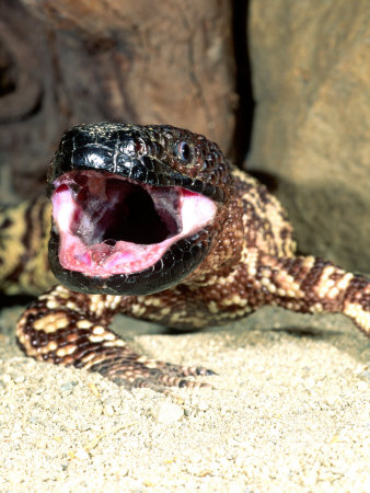 Mexican Beaded Lizard, Native to Pacific Coastal Mexico