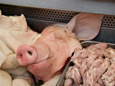 Pig
