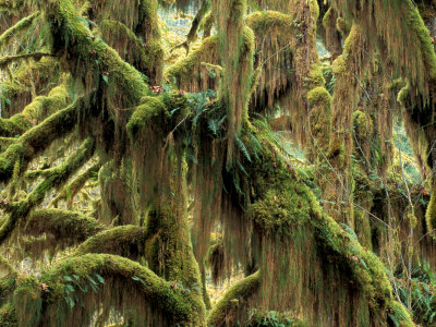 Buy Hoh Rainforest, Olympic National Park, Washington, USA at AllPosters.com