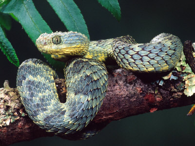 African Bush Viper