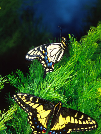 Anise Swallowtail Butterfly, California, USA