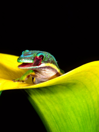Lined Day Gecko, Native to Madagascar