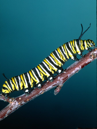 Monarch Butterfly Caterpillar, California, USA