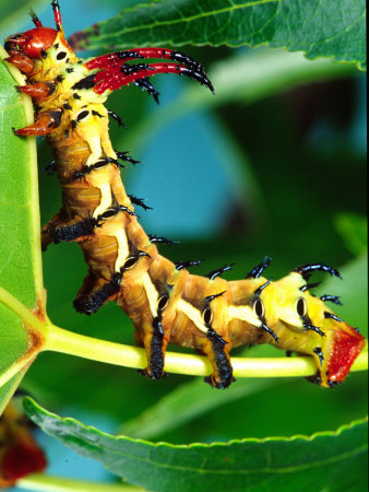 Hickory Horned Devil Caterpillar, USA