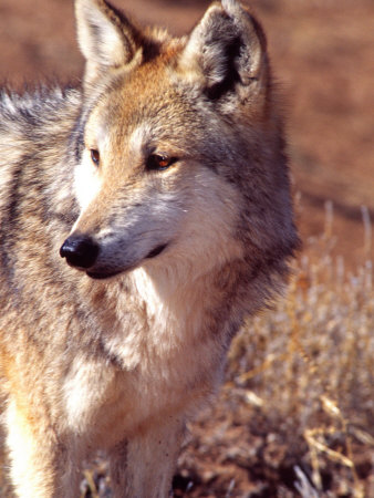 Mexican Wolf, Native to Mexico