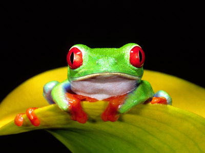 Red Eye Tree Frog, Native to Central America