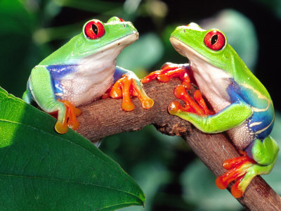 Red Eye Tree Frog Pair, Native to Central America