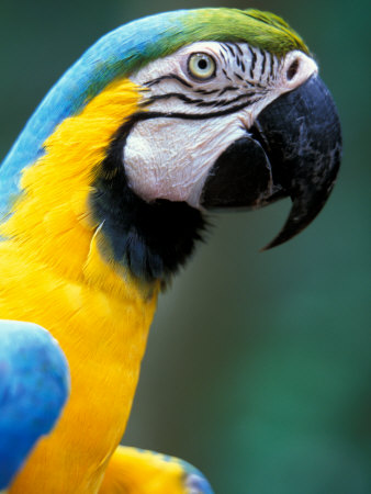 Buy Blue and Yellow Macaw, Iguacu National Park, Brazil at AllPosters.com