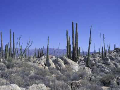 Cardon and Boojum Cactus, Catavina, Baja, Mexico