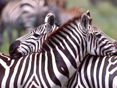 Zebras at Rest, Tanzania
