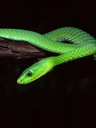 East African Green Mamba