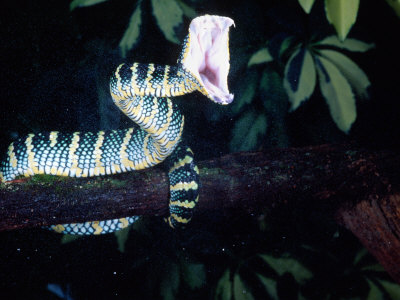 Malaysian Temple Viper Striking