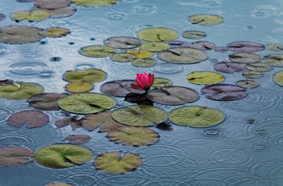 Buy Waterlilies at AllPosters.com
