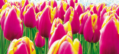 Buy Tulips at AllPosters.com