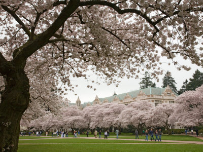 Cherry Trees in Bloom at the Quad, University of Washington, Seattle, Washington, USA