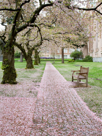 Cherry Trees in Bloom at the Quad, University of Washington, Seattle, Washington, USA