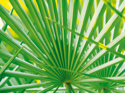 Buy Palm Leaf at AllPosters.com