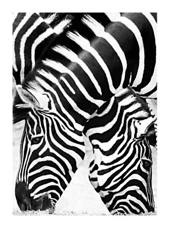 Two Zebras