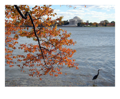 Fall Foliage Around Thomas Jefferson Memorial No-8