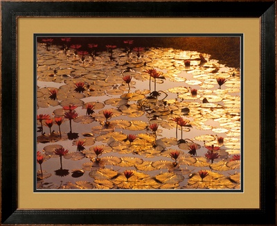 Lotus Pond