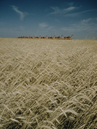 Harvest Story: Combines Harvest Wheat at Ranch in Texas