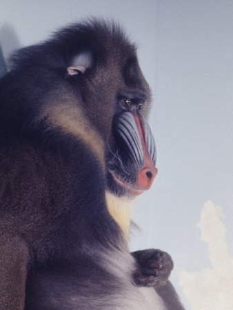 Mandrill Monkey at the Bronx Zoon Posters