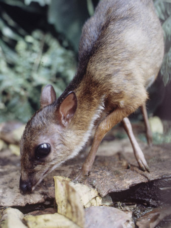 Loris, a Nocturnal Sumatran Creature with Large Black-Rimmed Eyes