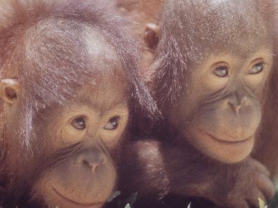 Orangutans in Captivity, Sandakan, Soabah, and Malasia, Town in Br. North Borneo