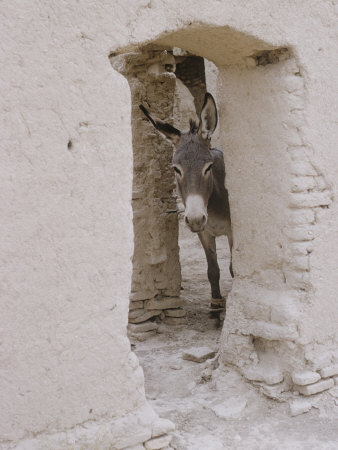 Russian Look of the Land Essay: Donkey Peering Out of Doorway at Merv