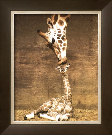 Giraffe, First Kiss