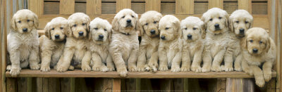 Puppy Squeeze