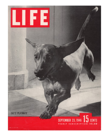 Dachsund Rudy Trotting Across Doorway in his Mexico City Home, September 23, 1946