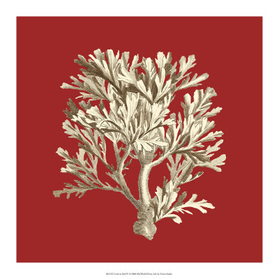 Coral on Red IV