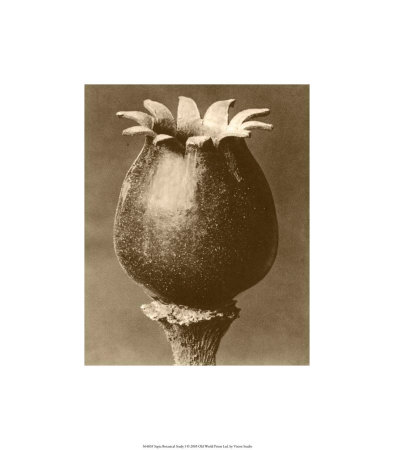 Buy Sepia Botany Study I at AllPosters.com