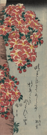 Double Cherry in Flower