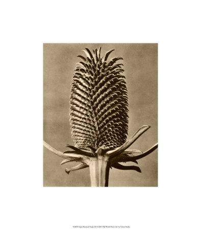 Buy Sepia Botany Study III at AllPosters.com