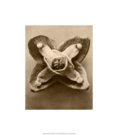 Buy Sepia Botany Study V at AllPosters.com